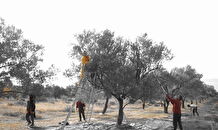  La cueillette des olives en Croatie - Village de Kozino Zadar, séjour à thème